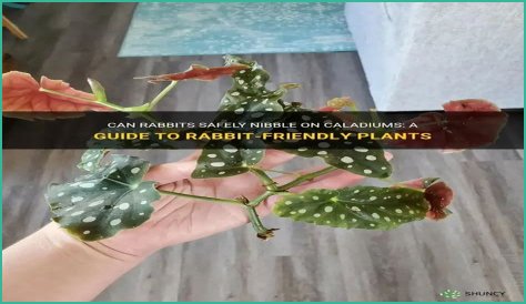 Do rabbits eat caladiums?